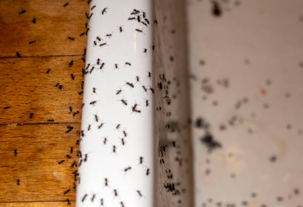 Best Emergency Pest Control  in Gladewater, TX