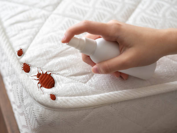 Best Mosquito Control Services  in Gladewater, TX