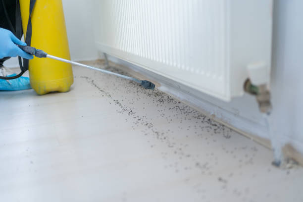 Best Exterminator Services  in Gladewater, TX