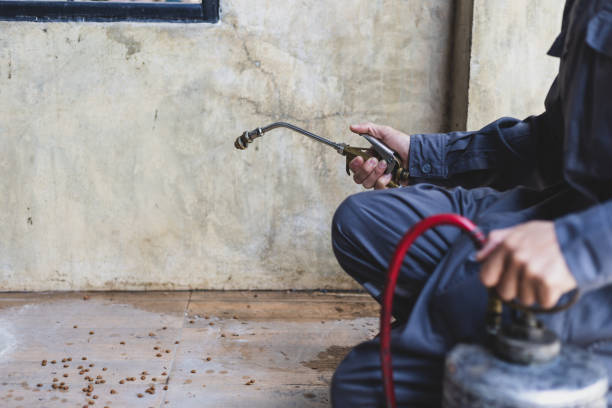Best Termite Control Services  in Gladewater, TX